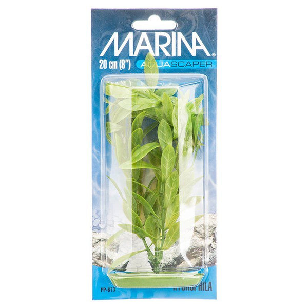 Marina Hygrophila Plant